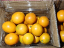 驕瑰融安金桔 順豐-隔日達正宗廣西脆蜜金桔滑皮金桔脆蜜金柑新鮮水果 凈重5斤融安金桔彩箱普裝 果王15-20顆/斤（更大更甜） 曬單實(shí)拍圖