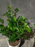 正宗清香胡椒木盆栽花卉室內外驅蚊草植物樹(shù)苗老樁盆景九里香綠植 【6年大苗】郁金香瓷盆 曬單實(shí)拍圖