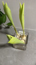 花行榜水培植物室內陽(yáng)臺盆栽花卉 郁金香4球+透明樹(shù)脂盆+定植籃源頭直發(fā) 曬單實(shí)拍圖