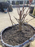 景郁春 JIRYUCUR冬紅果 海棠果苗樹(shù) 辦公室觀(guān)賞盆栽庭院 冬紅果2.5cm粗源頭直發(fā) 曬單實(shí)拍圖