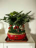 幼薇發(fā)財樹(shù)盆栽樹(shù)樁招財室內大型綠植開(kāi)業(yè)送禮前臺大號金錢(qián)樹(shù)四季常青 三棵發(fā)財樹(shù)+金紅陶瓷盆 帶盆栽好 曬單實(shí)拍圖