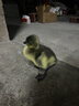 潮汕獅頭鵝苗正宗一斤汕頭小獅頭鵝活苗特大種純種獅頭鵝成年幼苗 買(mǎi)2送1 共3只【單只3兩左右】 曬單實(shí)拍圖