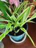 文竹盆景植物 室內綠色盆栽桌面吸甲醛凈化空氣觀(guān)葉花卉綠植 大文竹+吊蘭 不含盆 曬單實(shí)拍圖
