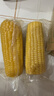 黑糯玉米東北糯玉米黃糯玉米花糯玉米棒新鮮粘玉米穗真空玉米 8支/1.6kg 東北黃糯玉米 曬單實(shí)拍圖