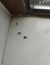 小飛蟲(chóng)殺蟲(chóng)劑蛾蠓一聞死下水道衛生間室內無(wú)毒小飛蟲(chóng)蛾蚋滅殺神器 買(mǎi)2送1【蛾蠓一聞跑】 曬單實(shí)拍圖