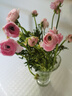 洋牡丹花毛茛重瓣云南鮮花直發(fā)居家插花38女神婦女節禮物 粉色洋牡丹10枝 曬單實(shí)拍圖