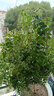 正宗清香胡椒木盆栽花卉室內外驅蚊草植物樹(shù)苗老樁盆景九里香綠植 【6年大苗】原土發(fā)貨/不含盆 曬單實(shí)拍圖