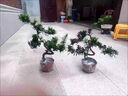 羅漢松樹(shù)苗小葉雀舌米葉迎客松老樹(shù)樁別墅庭院盆栽盆景造型大型樹(shù) 羅漢松小苗30-40厘米高度【5棵】 曬單實(shí)拍圖