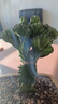 多肉植物玉麒麟盆栽仙人掌彩麒麟盆栽室內客廳吸甲醛花卉綠植盆栽 順風(fēng)順水玉麒麟【原盆土發(fā)貨】 曬單實(shí)拍圖