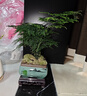 花行榜盆栽植物室內花卉綠植 精品小文竹+四方瓷盆+底座+苔蘚源頭直發(fā) 曬單實(shí)拍圖
