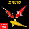 錦鯉活魚(yú)觀(guān)賞魚(yú)活體淡水冷水魚(yú)純種黃金紅白三色錦鯉魚(yú)金魚(yú)招財魚(yú) 20-25cm 三陽(yáng)開(kāi)泰(紅白+三色+黃 曬單實(shí)拍圖