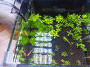 尼特利水族時(shí)光mini水草燈led全光譜魚(yú)缸燈植物補光燈小型草缸支架夾燈 mini 水草燈【藍牙版】 曬單實(shí)拍圖