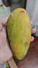 譯優(yōu)農正宗海南芒果三亞金煌芒新鮮熱帶水果當季水仙特大甜心芒特產(chǎn)送禮 凈重9斤果王【單果400g+】 曬單實(shí)拍圖