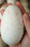 耕果妙新鮮大鵝蛋12枚3.12斤農家散養新鮮鵝蛋130-160g/枚 源頭直發(fā)包郵 曬單實(shí)拍圖