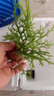 瘋狂水草免種植懶人造景水培魚(yú)缸水草直接入缸小九冠草鹿角茸源頭直發(fā)包郵 曬單實(shí)拍圖