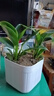 吸甲醛金鉆綠公主開(kāi)花盆栽水培四季常青凈化空氣好養易活耐寒熱 紅色10年苗【2盆】+肥/-可開(kāi)花爆滿(mǎn)-帶盆土 曬單實(shí)拍圖