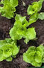 耘淘沙拉菜種子漢斯沙拉菜耐高溫夏季秋播陽(yáng)臺速生易管理種植高產(chǎn)種籽 沙拉菜種子10包約20000粒 原裝 曬單實(shí)拍圖