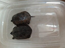 中華草龜包活精品草龜長(cháng)壽龜觀(guān)賞龜墨龜寵物小烏龜金線(xiàn)外塘家養 中華草龜（情侶2只） 6-8厘米 曬單實(shí)拍圖