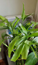 佳賀（JIAHE）富貴竹水培植物鴻運竹客廳招財竹子節節高鮮花綠植盆栽花卉室內花 【新店促銷(xiāo)】富貴竹60-70cm 8支裝 曬單實(shí)拍圖