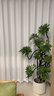 嘆為觀(guān)止大型植物發(fā)財樹(shù)各種大顆盆栽開(kāi)業(yè)喬遷客廳辦公室內好養大型花卉 造型鴨腳木【1.4-1.6米】 含盆 曬單實(shí)拍圖