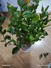 花翁盆栽帶花苞花卉植物室內綠植 茉莉花苗(仿木桶盆)源頭直發(fā) 曬單實(shí)拍圖
