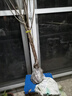 櫻桃樹(shù)苗車(chē)厘子樹(shù)苗南方北方種植正宗櫻桃樹(shù)盆栽地栽果樹(shù)苗 櫻桃樹(shù)苗3年苗【優(yōu)質(zhì)壯苗】 曬單實(shí)拍圖