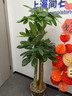 七葉島綠植發(fā)財樹(shù)綠植客廳大盆栽喬遷開(kāi)業(yè)步步高發(fā)財樹(shù)大盆落地綠植盆栽 【精品級】三桿步步高發(fā)財樹(shù)1.6-1.8米 白色圓形樹(shù)脂盆【送接水盤(pán)＋肥料】 曬單實(shí)拍圖