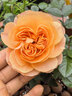 果汁陽(yáng)臺月季花苗四季開(kāi)花卉盆栽綠植物室內花易活玫瑰帶花苞庭院 果汁陽(yáng)臺【大花濃香，月月開(kāi)分枝多】 【帶花苞】【盆口徑15cm】原盆冠25高35 曬單實(shí)拍圖