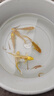 黃金泥鰍冷水魚(yú)魚(yú)缸清潔工具魚(yú)清道夫好養耐活觀(guān)賞魚(yú) 5-8cm黃金泥鰍10條+2條備損 曬單實(shí)拍圖