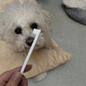 嬉皮狗寵物貓咪狗狗牙刷去除牙垢口臭牙結石口腔清潔刷牙萬(wàn)毛牙刷 1支 曬單實(shí)拍圖