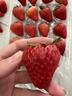 【產(chǎn)地直采】丹東紅顏草莓大果500g 單果18g+ 曬單實(shí)拍圖
