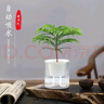 綠植盆栽室內光汐自動(dòng)吸水盆栽帶盆栽好發(fā)貨植物好養水培土培花卉 【光汐盆栽好發(fā)貨】南洋杉 曬單實(shí)拍圖