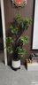 植男植女鴨腳木綠植客廳大型盆栽落地室內高級感真好養發(fā)財造型掌源頭直發(fā) 曬單實(shí)拍圖