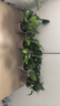 雙盟 綠蘿盆栽除甲醛花卉綠植辦公室新房?jì)艋諝?10款10盆裝源頭直發(fā) 曬單實(shí)拍圖