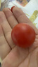 現摘圣女果小番茄西紅柿新鮮水果千禧小番茄新鮮蔬菜水果酸甜可口 精選新鮮 5斤 泡沫箱包裝 曬單實(shí)拍圖