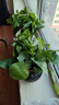 綠蘿盆栽室內植物花卉綠植水培客廳凈化空氣綠籮新房家用 15-20株綠蘿+灰色鉆石盆吸水盆【2盆】 曬單實(shí)拍圖