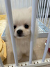 寵悅奇純種博美犬幼犬精品小體型俊介犬家養可愛(ài)小型犬博美寵物狗狗活體 寵物級 S級 白色博美犬【視頻選寵】 曬單實(shí)拍圖