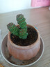 【虧本沖量】多肉植物盆栽新手套餐迷你綠植 2頭錢(qián)串1顆 曬單實(shí)拍圖