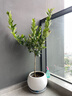香水檸檬樹(shù)大型盆栽綠植客廳室內好養花卉盆栽水果樹(shù)四季好養植物 檸檬樹(shù)1-1.3m 原盆（需自行配盆） 曬單實(shí)拍圖