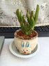 多肉小盆栽仙人球綠植帶盆辦公室桌面室內植物名貴仙人掌幼兒園禮 吸財樹(shù)+D129盆（送鋪面石+肥料+土） 曬單實(shí)拍圖
