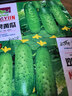 播種心情家庭種植蔬菜種子大全四季播種陽(yáng)臺盆栽農家庭院小菜園有機香菜菠 水果黃瓜種子2包 曬單實(shí)拍圖