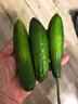 壽光水果黃瓜小黃瓜生吃脆嫩清甜涼拌蘸醬乳瓜農家自種現摘現發(fā) 水果黃瓜帶箱2斤  凈重 1.8斤 曬單實(shí)拍圖