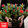 【發(fā)貨帶花苞】四季開(kāi)花杜鵑花盆栽辦公室陽(yáng)臺綠植長(cháng)青花卉盆景 杜鵑 紅色杜鵑：買(mǎi)一發(fā)三到手3棵 曬單實(shí)拍圖