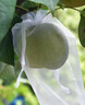 yuanyiba水果套袋防烏防蟲(chóng)專(zhuān)用網(wǎng)袋桃子番茄番石榴蘋(píng)果梨子芒果柿子保護袋 曬單實(shí)拍圖