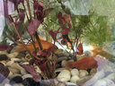 耐寒冷水血鸚鵡招財好養觀(guān)賞魚(yú)黑眼葡萄眼金魚(yú)魚(yú)苗淡水魚(yú) 冷水鸚鵡8-10cm5條 曬單實(shí)拍圖