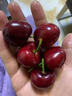 簡(jiǎn)線(xiàn)大連美早大櫻桃產(chǎn)地直發(fā)現摘鮮發(fā)國產(chǎn)車(chē)厘子5斤4J5J 900g(凈重) 超劃算 超大果3J 單果30-32mm 現摘鮮發(fā) 曬單實(shí)拍圖