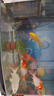 錦鯉魚(yú)活體觀(guān)賞魚(yú)活魚(yú)小型易養冷水淡水魚(yú)小魚(yú)苗錦鯉金魚(yú)好看錦鯉 13-15cm 六彩錦鯉套餐6條 曬單實(shí)拍圖