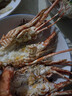 百庫福建大號小青龍蝦海捕鮮活速凍大龍蝦蝦類(lèi)海鮮水產(chǎn)生鮮食材禮盒 青龍蝦8兩-1.2斤（共兩只） 曬單實(shí)拍圖