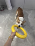 阿莫爾狗狗玩具磨牙超耐咬圓環(huán)飛盤(pán)柴犬邊牧柯基小中大型犬磨牙潔齒訓練 小號圓環(huán) 小型犬適用 曬單實(shí)拍圖