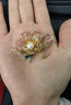 Qlady牡丹花珍珠胸花胸針高檔女輕奢防走光絲巾扣生日婦女節禮物送媽媽 曬單實(shí)拍圖
